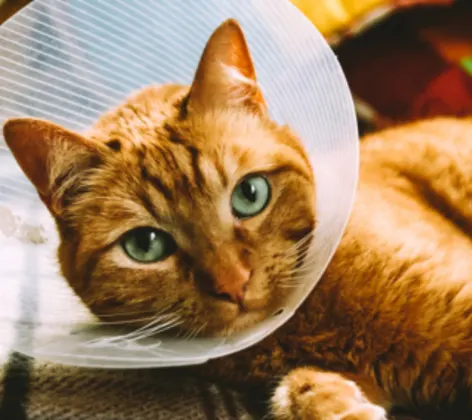 orange cat wearing a cone